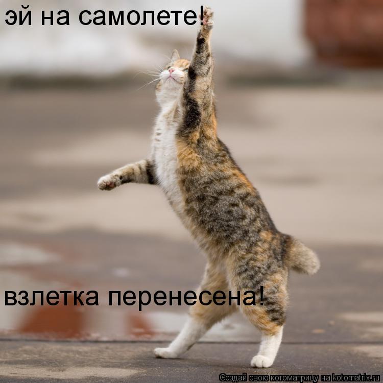 эй на самолете! взлетка перенесена!... Котоматрица: эй на самолете! взлетка перенесена!
