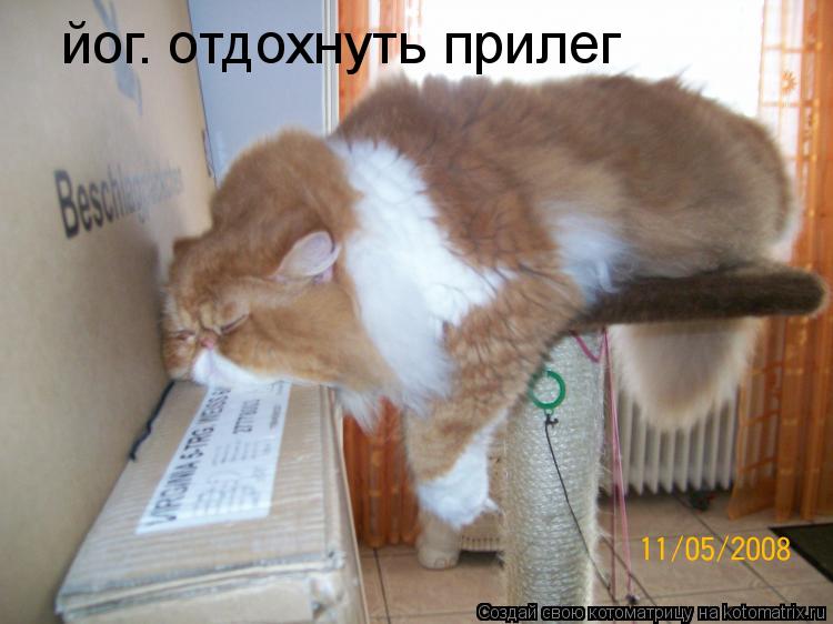 йог. отдохнуть прилег... Котоматрица: йог. отдохнуть прилег