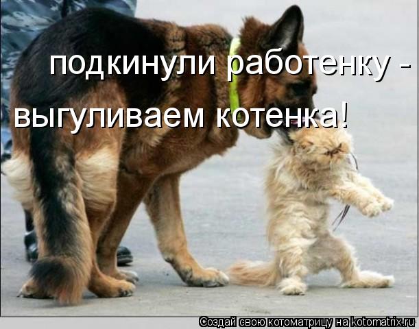 подкинули работенку - выгуливаем котенка! выгуливаем котенка!... Котоматрица: подкинули работенку - выгуливаем котенка! выгуливаем котенка!
