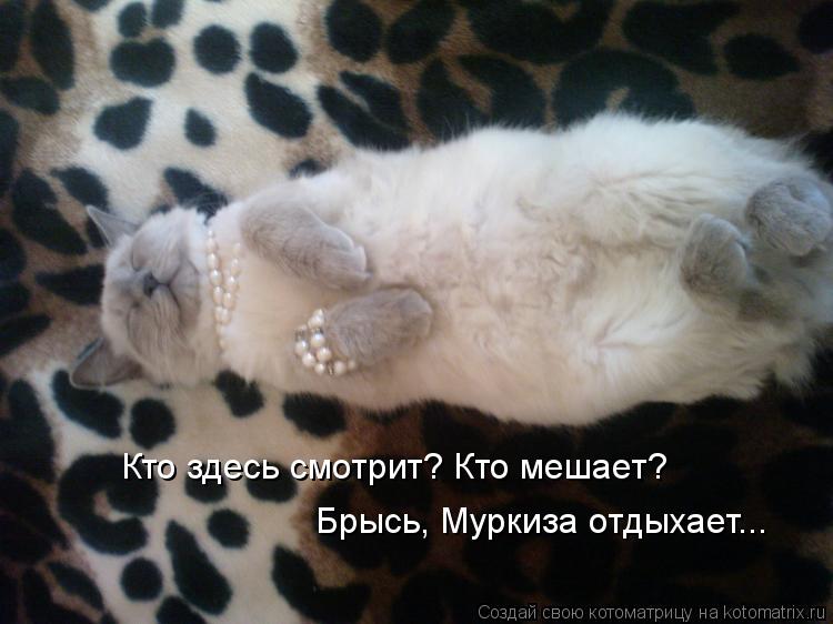 Котоматрица: Кто здесь смотрит? Кто мешает? Брысь, Муркиза отдыхает...