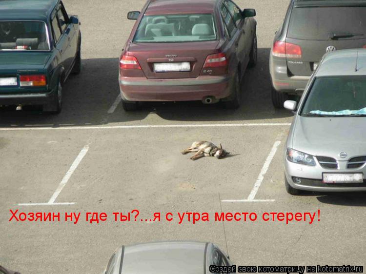Хозяин ну где ты?...я с утра место стерегу!... Котоматрица: Хозяин ну где ты?...я с утра место стерегу!