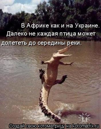 В Африке как и на Украине. долететь до середины реки. Далеко не каждая птица может... Котоматрица: В Африке как и на Украине. долететь до середины реки. Далеко не каждая птица может