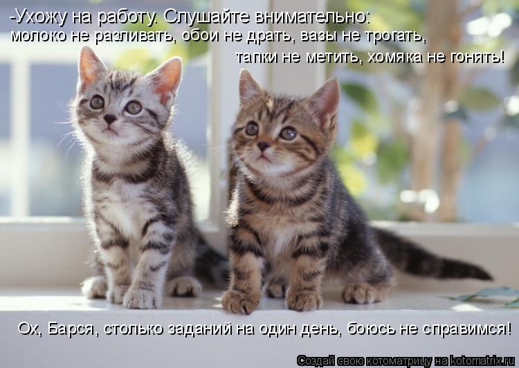 Котоматрица: молоко не разливать, обои не драть, вазы не трогать, тапки не метить, хомяка не гонять! Ох, Барся, столько заданий на один день, боюсь не справ