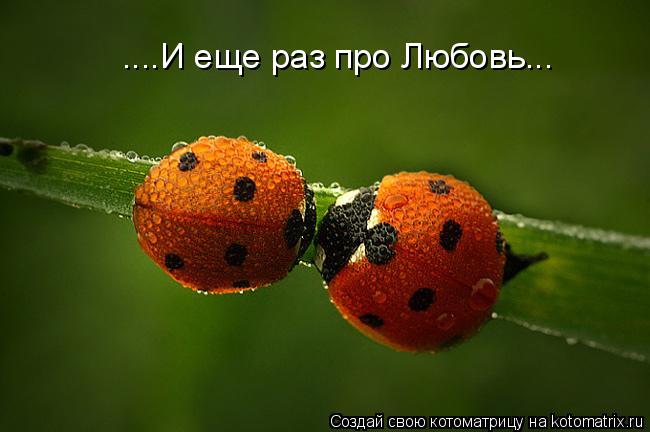 ....И еще раз про Любовь...... Котоматрица: ....И еще раз про Любовь...