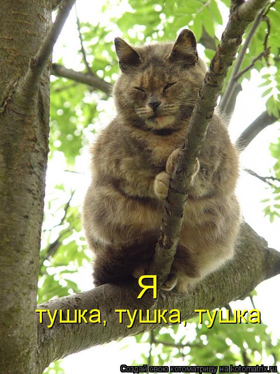 Котоматрица: Я тушка, тушка, тушка