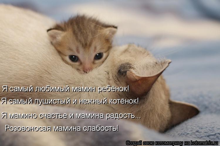 Я самый любимый мамин ребёнок! Я самый пушистый и нежный котёнок! Я мамино счастье и мамина радость..... Котоматрица: Я самый любимый мамин ребёнок! Я самый пушистый и нежный котёнок! Я мамино счастье и мамина радость... Розовоносая мамина слабость!