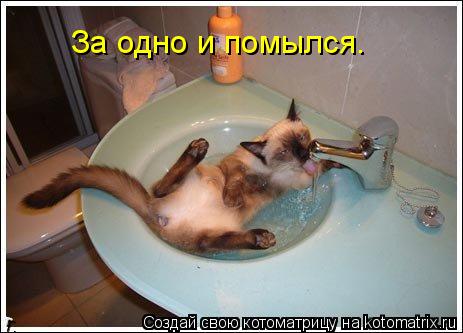 За одно и помылся.... Котоматрица: За одно и помылся.