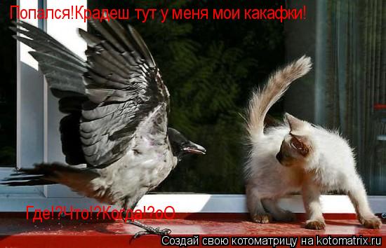 Попался!Крадеш тут у меня мои какафки! Где!?Что!?Когда!?оО... Котоматрица: Попался!Крадеш тут у меня мои какафки! Где!?Что!?Когда!?оО