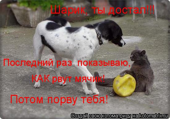Шарик, ты достал!!! Последний раз показываю, КАК рвут мячик! Потом порву тебя!... Котоматрица: Шарик, ты достал!!! Последний раз показываю, КАК рвут мячик! Потом порву тебя!