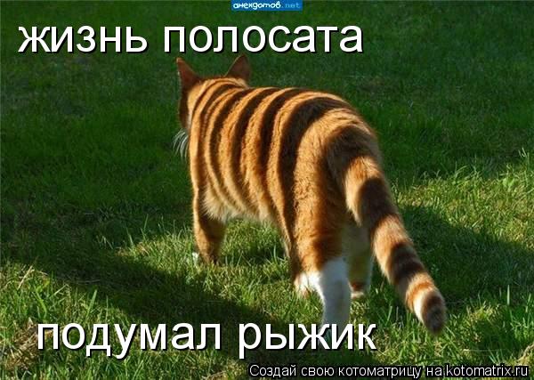 жизнь полосата подумал рыжик... Котоматрица: жизнь полосата подумал рыжик