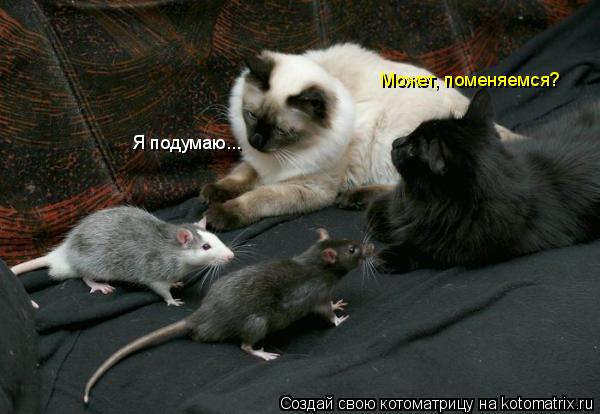 Может, поменяемся? Я подумаю...... Котоматрица: Может, поменяемся? Я подумаю...
