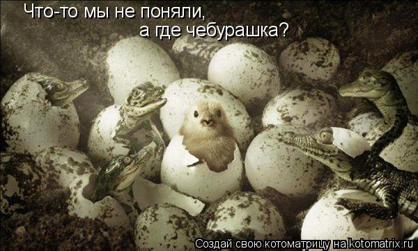 Что-то мы не поняли, а где чебурашка?... Котоматрица: Что-то мы не поняли, а где чебурашка?