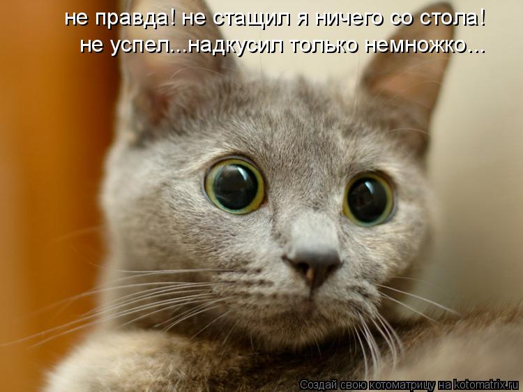 не правда! не стащил я ничего со стола! не успел...надкусил только немножко...... Котоматрица: не правда! не стащил я ничего со стола! не успел...надкусил только немножко...