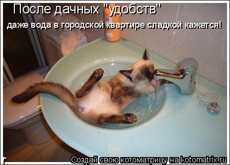 После дачных "удобств" даже вода в городской квартире сладкой кажется!... Котоматрица: После дачных "удобств" даже вода в городской квартире сладкой кажется!