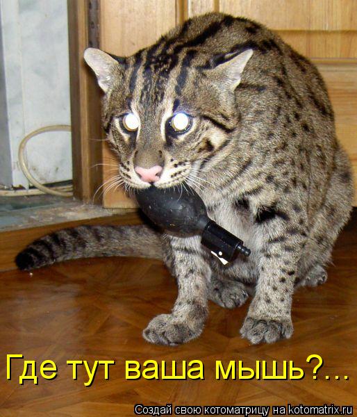 Где тут ваша мышь?...... Котоматрица: Где тут ваша мышь?...