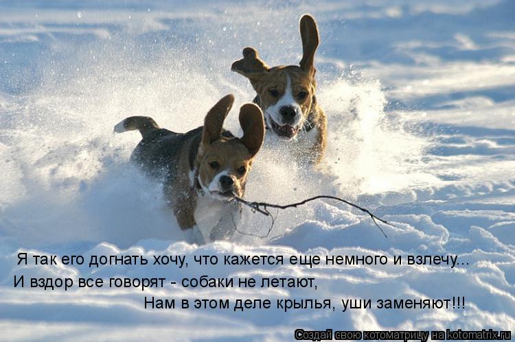 Я так его догнать хочу, что кажется еще немного и взлечу... Нам в этом деле крылья, уши заменяют!!! И... Котоматрица: Я так его догнать хочу, что кажется еще немного и взлечу... Нам в этом деле крылья, уши заменяют!!! И вздор все говорят - собаки не летают,