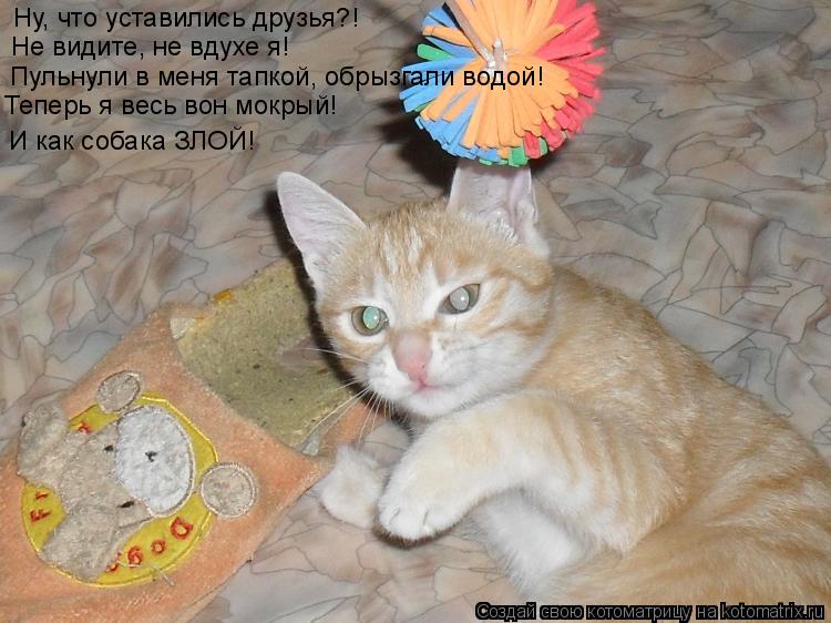 Ну, что уставились друзья?! Не видите, не вдухе я! Теперь я весь вон мокрый! Пульнули в меня тапкой, ... Котоматрица: Ну, что уставились друзья?! Не видите, не вдухе я! Теперь я весь вон мокрый! Пульнули в меня тапкой, обрызгали водой! И как собака ЗЛОЙ!