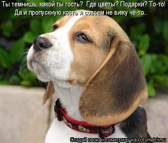 Котоматрица: Ты темнишь, какой ты гость?  Где цветы? Подарки? То-то! Да и пропускную кость я совсем не вижу чё-то….