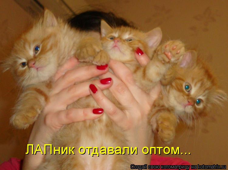 ЛАПник отдавали оптом...... Котоматрица: ЛАПник отдавали оптом...