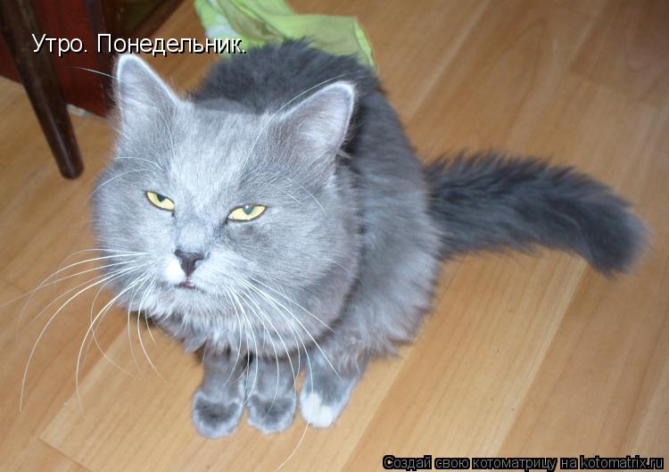 Утро. Понедельник.... Котоматрица: Утро. Понедельник.