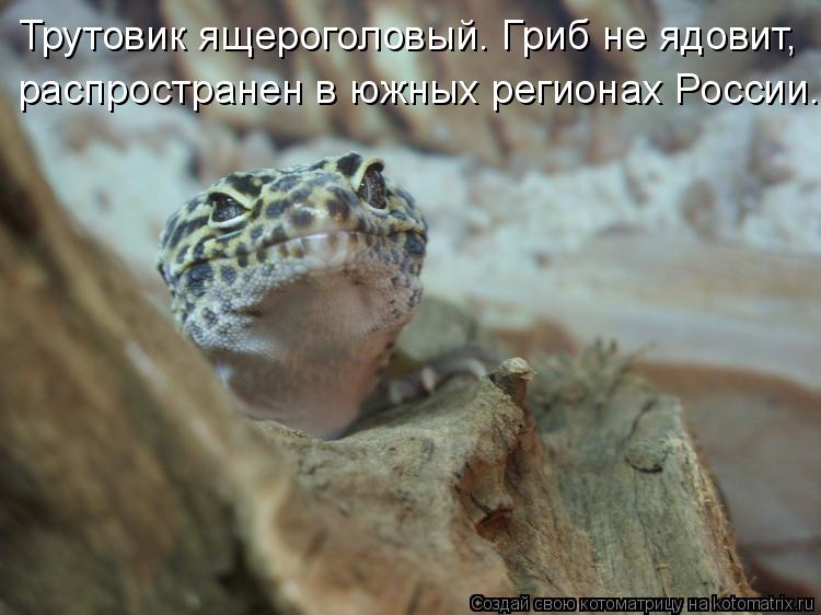 Трутовик ящероголовый. Гриб не ядовит, распространен в южных регионах России.... Котоматрица: Трутовик ящероголовый. Гриб не ядовит, распространен в южных регионах России.