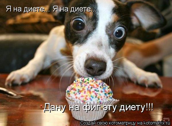Я на диете... Я на диете... Дану на фиг эту диету!!!... Котоматрица: Я на диете... Я на диете... Дану на фиг эту диету!!!