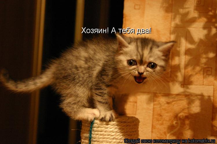 Хозяин! А тебя два!... Котоматрица: Хозяин! А тебя два!