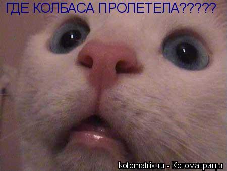 ГДЕ КОЛБАСА ПРОЛЕТЕЛА?????... Котоматрица: ГДЕ КОЛБАСА ПРОЛЕТЕЛА?????