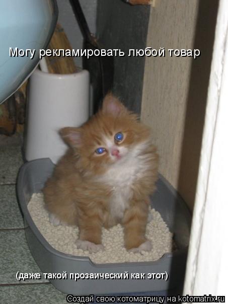 Могу рекламировать любой товар (даже такой прозаический как этот)... Котоматрица: Могу рекламировать любой товар (даже такой прозаический как этот)