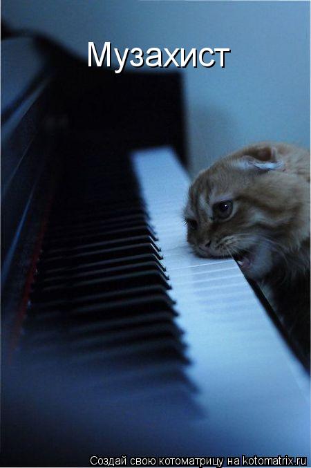 Котоматрица: Музахист