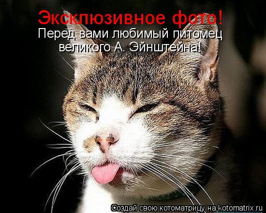 Эксклюзивное фото! Перед вами любимый питомец великого А. Эйнштейна!... Котоматрица: Эксклюзивное фото! Перед вами любимый питомец великого А. Эйнштейна!