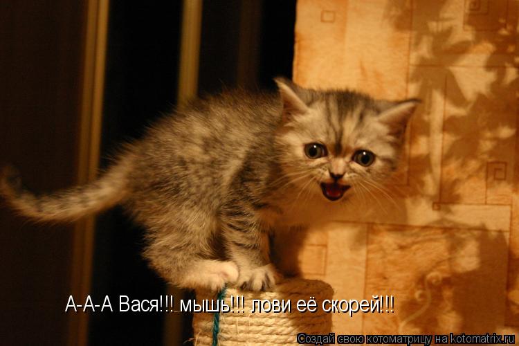 А-А-А Вася!!! мышь!!! лови её скорей!!!... Котоматрица: А-А-А Вася!!! мышь!!! лови её скорей!!!