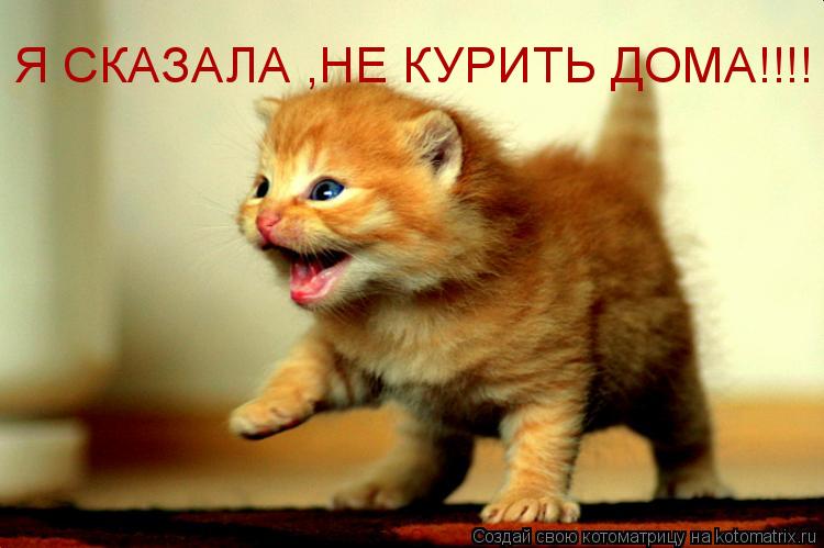 Я СКАЗАЛА ,НЕ КУРИТЬ ДОМА!!!!... Котоматрица: Я СКАЗАЛА ,НЕ КУРИТЬ ДОМА!!!!