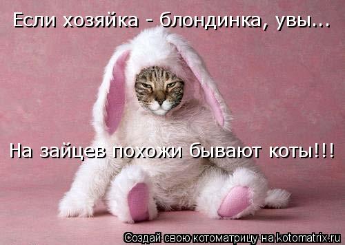 Если хозяйка - блондинка, увы... На зайцев похожи бывают коты!!!... Котоматрица: Если хозяйка - блондинка, увы... На зайцев похожи бывают коты!!!