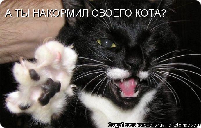 А ТЫ НАКОРМИЛ СВОЕГО КОТА?... Котоматрица: А ТЫ НАКОРМИЛ СВОЕГО КОТА?