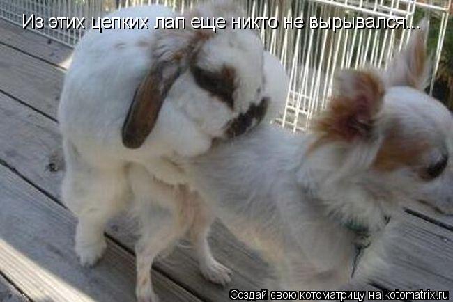 Из этих цепких лап еще никто не вырывался...... Котоматрица: Из этих цепких лап еще никто не вырывался...