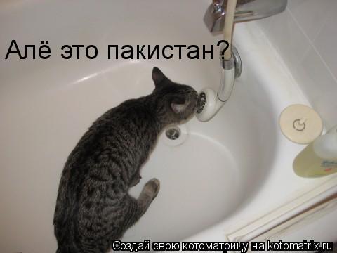 Котоматрица: Алё это пакистан?