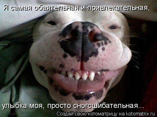 Котоматрица: Я самая обаятельная и привлекательная, улыбка моя, просто сногсшибательная...
