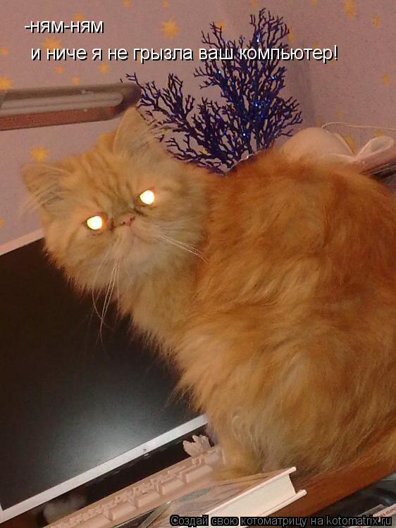 Котоматрица: и ниче я не грызла ваш компьютер! -ням-ням