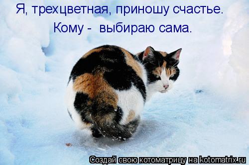 Котоматрица: Я, трехцветная, приношу счастье. Кому -  выбираю сама.