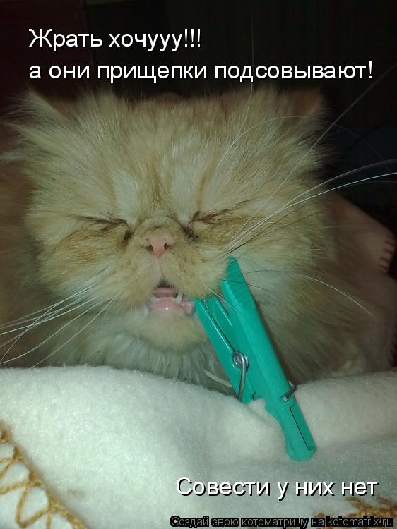 Жрать хочууу!!! Совести у них нет а они прищепки подсовывают!... Котоматрица: Жрать хочууу!!! Совести у них нет а они прищепки подсовывают!