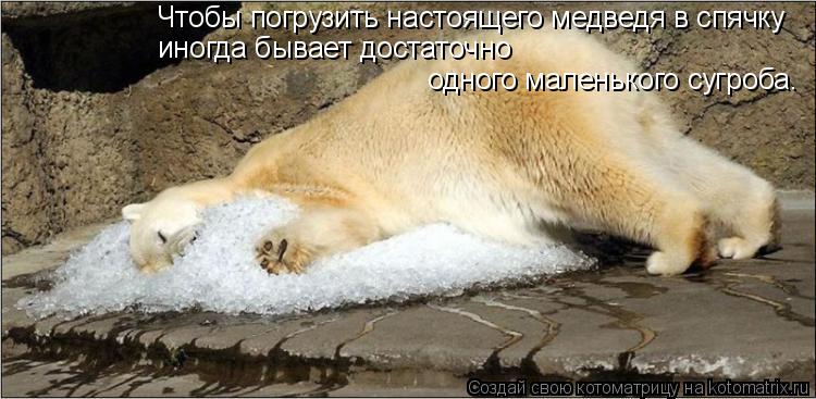 Чтобы погрузить настоящего медведя в спячку иногда бывает достаточно одного маленького сугроба.... Котоматрица: Чтобы погрузить настоящего медведя в спячку иногда бывает достаточно одного маленького сугроба.