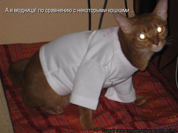 А я модница! по сравнению с некоторыми кошками...... Котоматрица: А я модница! по сравнению с некоторыми кошками...