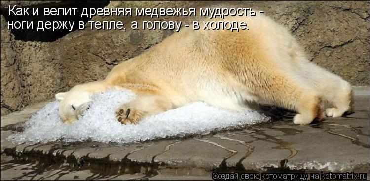 Как и велит древняя медвежья мудрость - ноги держу в тепле, а голову - в холоде.... Котоматрица: Как и велит древняя медвежья мудрость - ноги держу в тепле, а голову - в холоде.