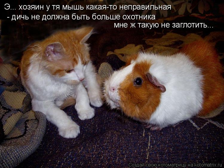 Э... хозяин у тя мышь какая-то неправильная - дичь не должна быть больше охотника мне ж такую не заг... Котоматрица: Э... хозяин у тя мышь какая-то неправильная - дичь не должна быть больше охотника мне ж такую не заглотить...