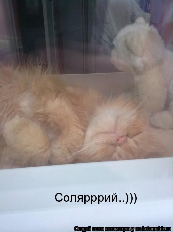 Солярррий..)))... Котоматрица: Солярррий..)))