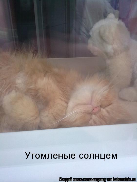 Утомленые солнцем... Котоматрица: Утомленые солнцем