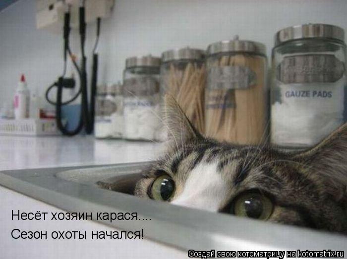 Несёт хозяин карася.... Сезон охоты начался!... Котоматрица: Несёт хозяин карася.... Сезон охоты начался!