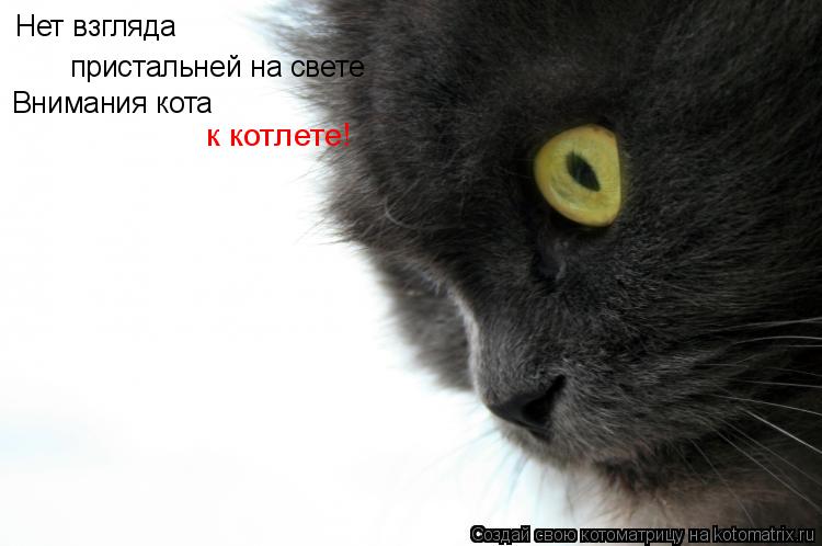 Нет взгляда пристальней на свете Внимания кота к котлете!... Котоматрица: Нет взгляда пристальней на свете Внимания кота к котлете!