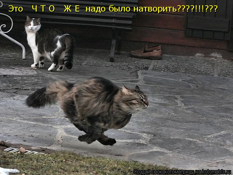 Это Ч Т О Ж Е надо было натворить????!!!???... Котоматрица: Это Ч Т О Ж Е надо было натворить????!!!???